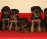 Airedale Terrier Verkaufen